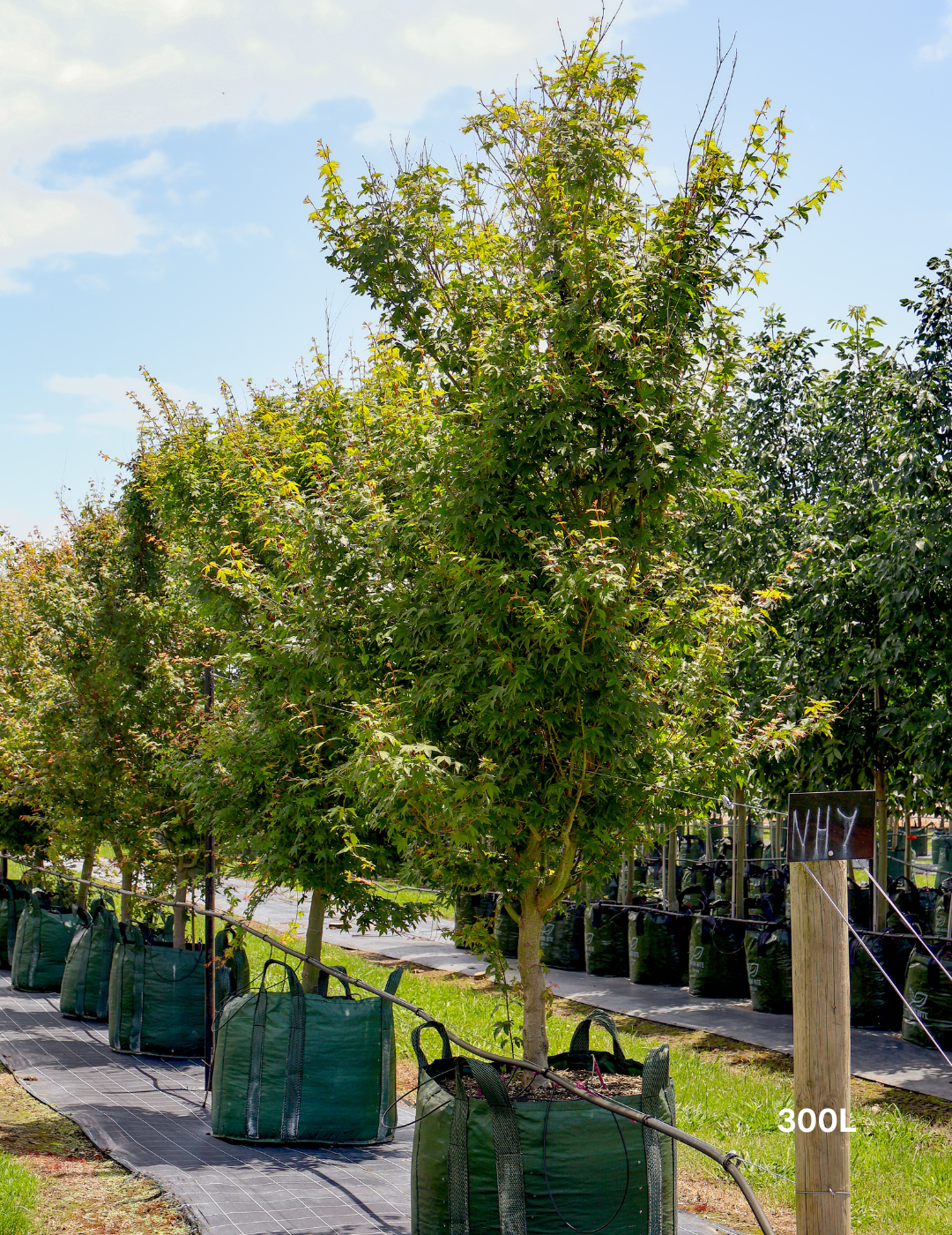 Acer palmatum - Japanese Maple - Evergreen Trees Direct