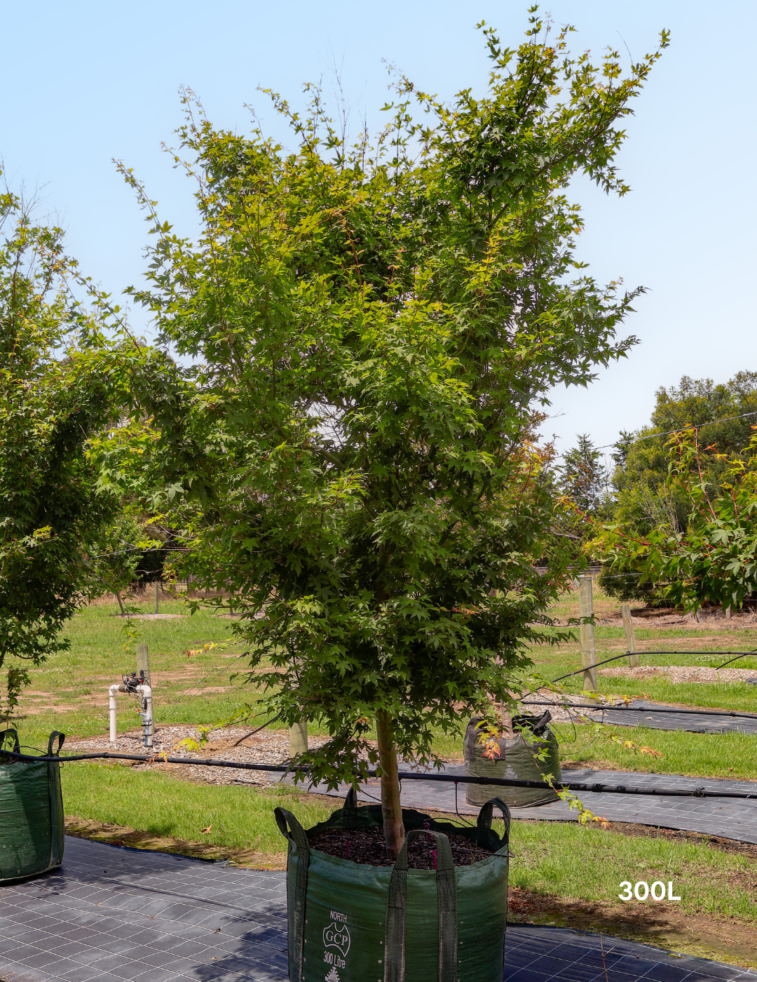 Acer palmatum - Japanese Maple - Evergreen Trees Direct