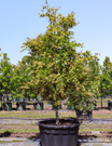 Acer palmatum - Japanese Maple - Evergreen Trees Direct