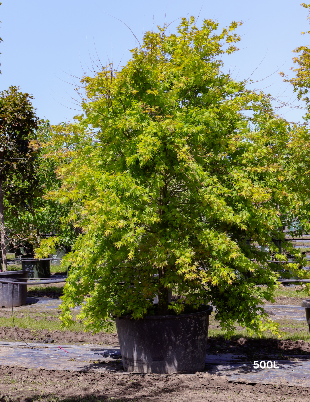 Acer palmatum - Japanese Maple - Evergreen Trees Direct