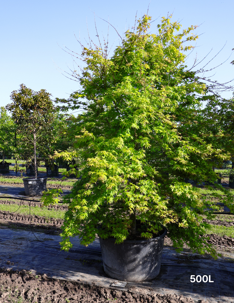 Acer palmatum - Japanese Maple