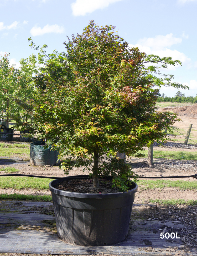 Acer palmatum - Japanese Maple