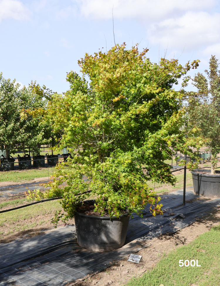 Acer palmatum - Japanese Maple