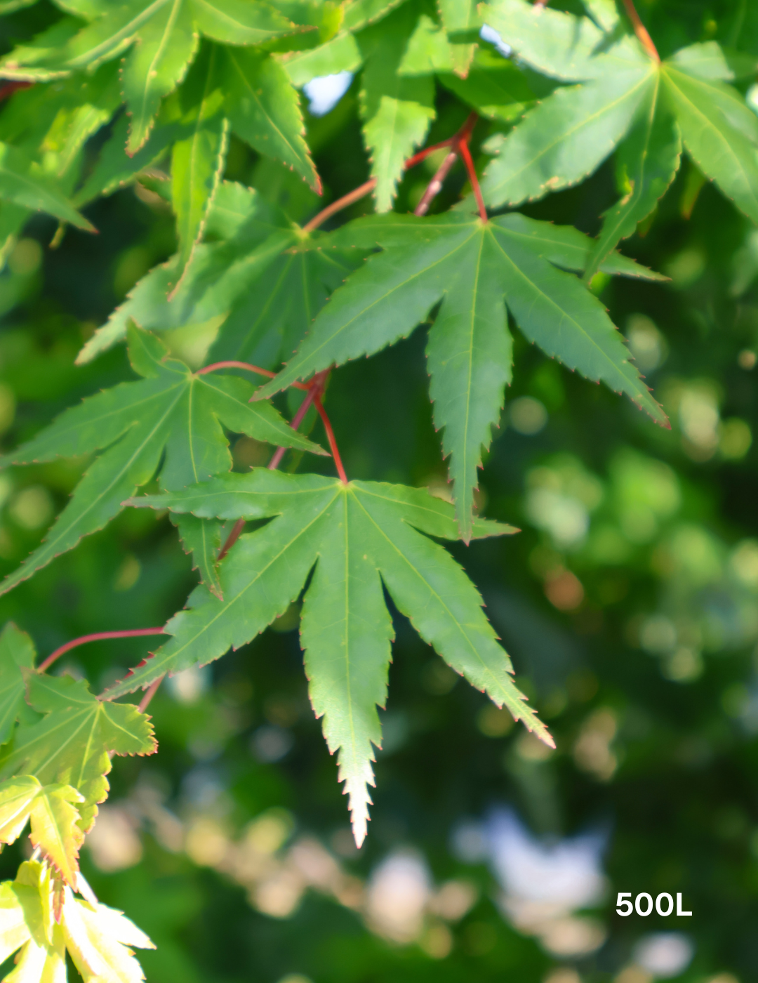 Acer palmatum (Japanese Maple) - Evergreen Trees Direct