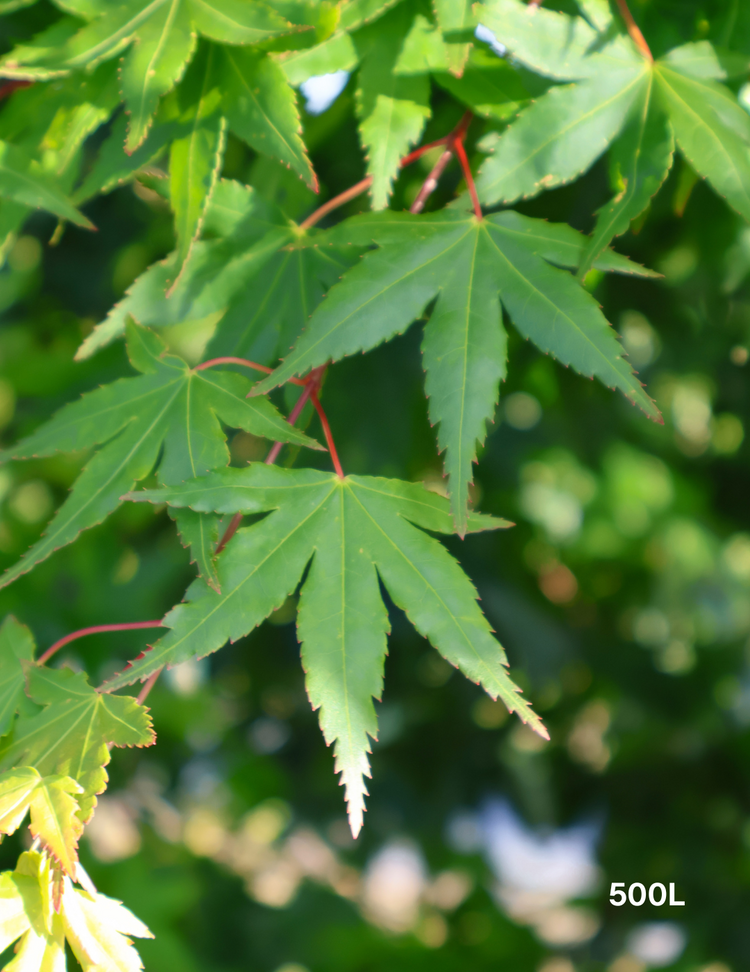 Acer palmatum - Japanese Maple