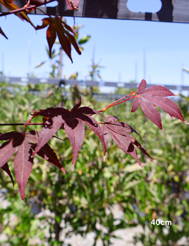 Acer palmatum 'Atropurpureum' - Japanese Maple