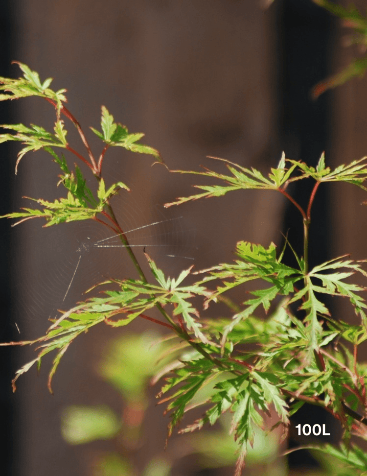 Acer palmatum dissectum 'Seiryu' (Japanese Maple)