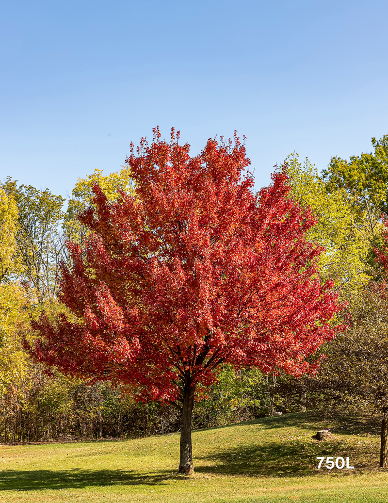 Acer Rubrum October Glory 1
