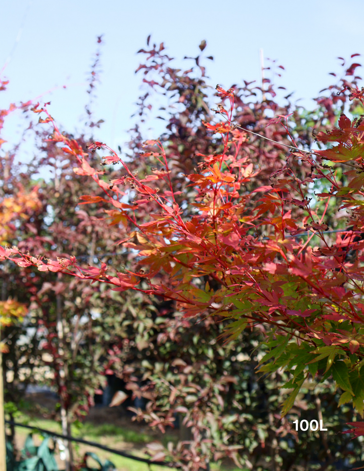 Acer palmatum Sango Kaku 'Senkaki' - Japanese Maple