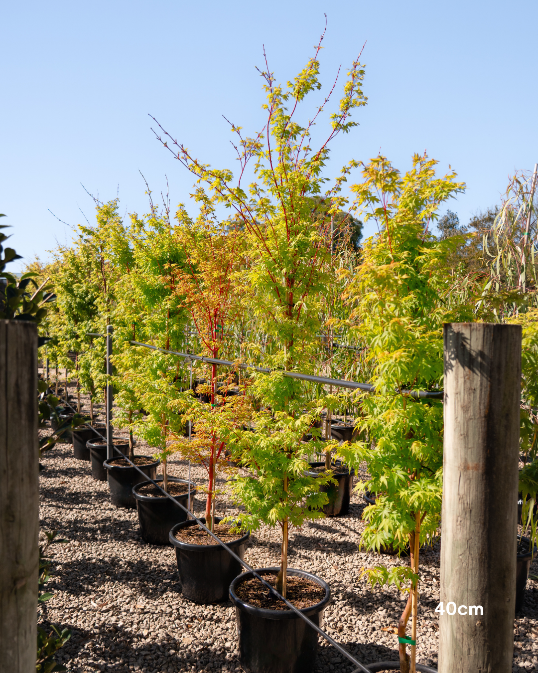 Acer palmatum 'Sango Kaku' Coral Bark Japanese Maple