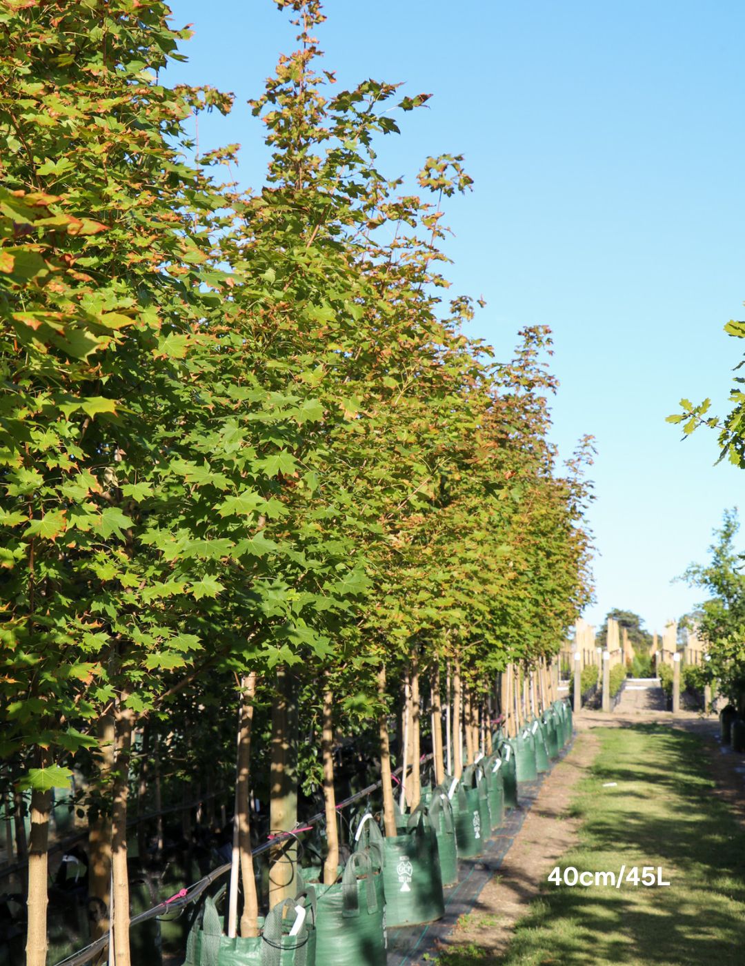 Acer truncatum x A. platanoides 'Warrenred' Pacific Sunset - Evergreen Trees Direct