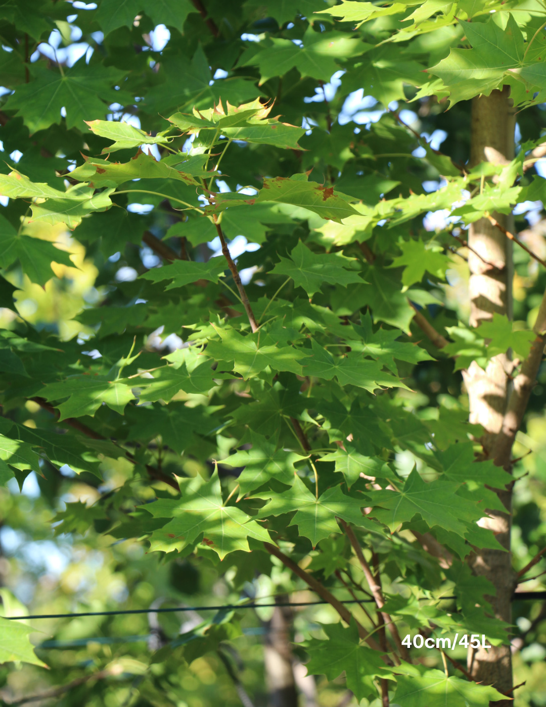 Acer truncatum x A. platanoides 'Warrenred' Pacific Sunset - Evergreen Trees Direct