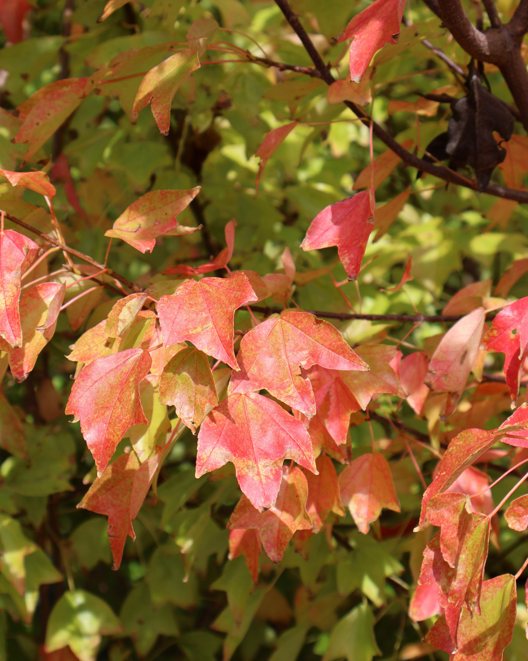 Evergreen Trees Direct