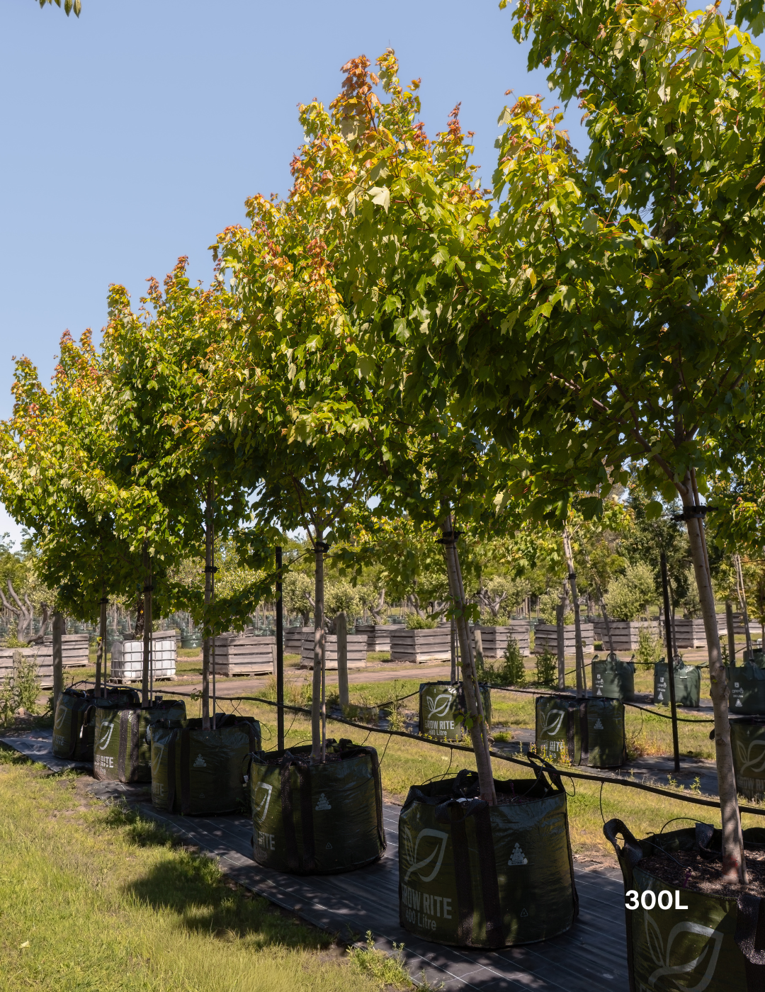 Acer rubrum 'October Glory' - Evergreen Trees Direct