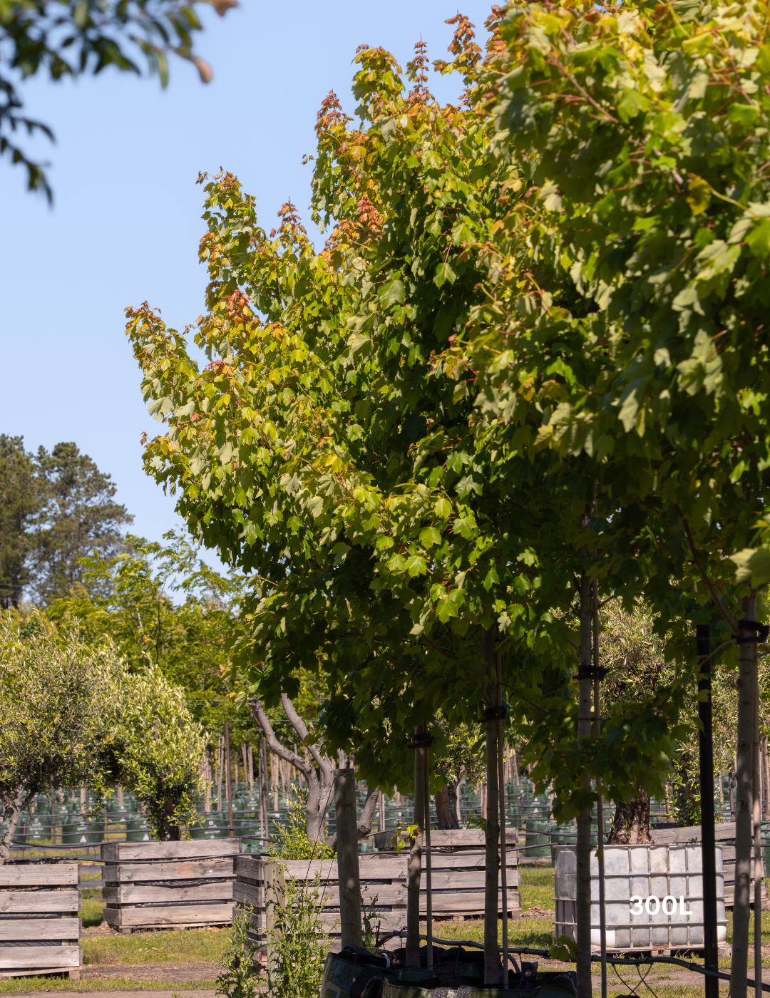 Acer rubrum 'October Glory' - Evergreen Trees Direct