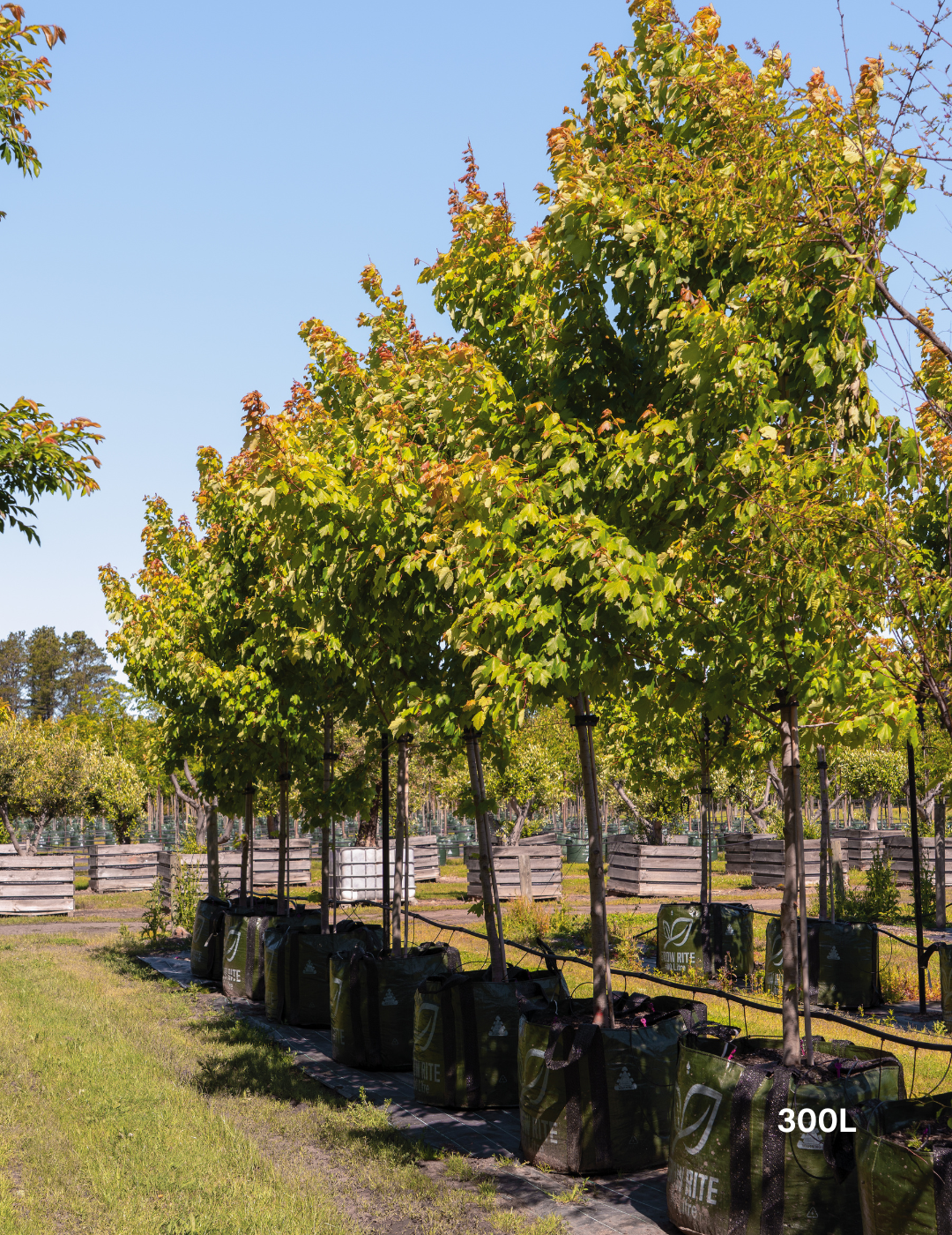 Acer rubrum 'October Glory' - Evergreen Trees Direct