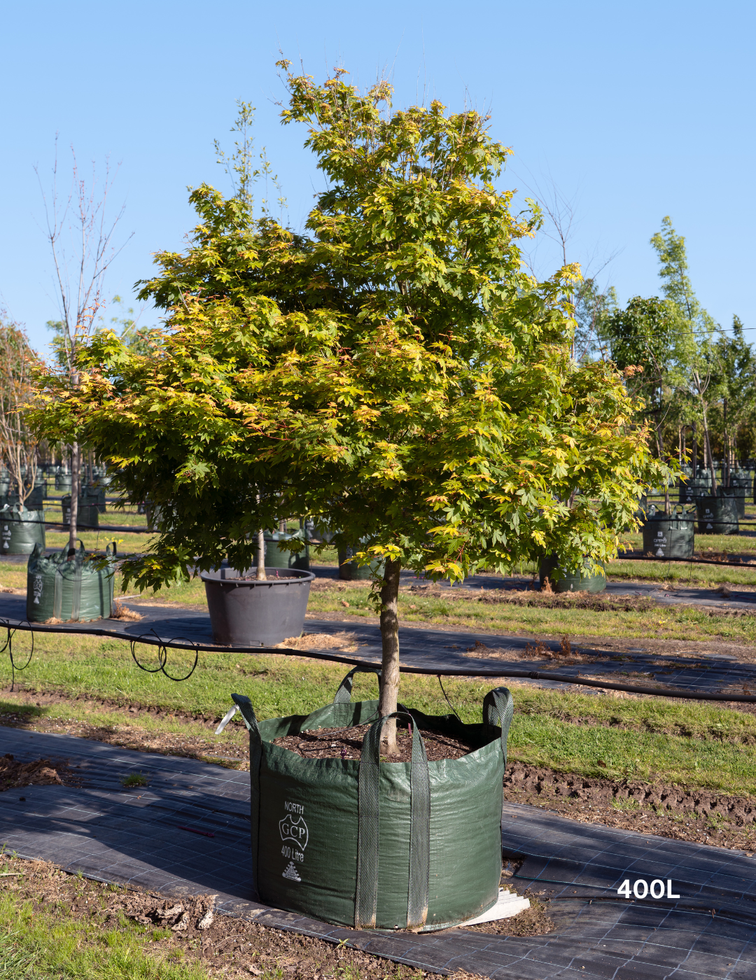 Acer palmatum - Japanese Maple - Evergreen Trees Direct