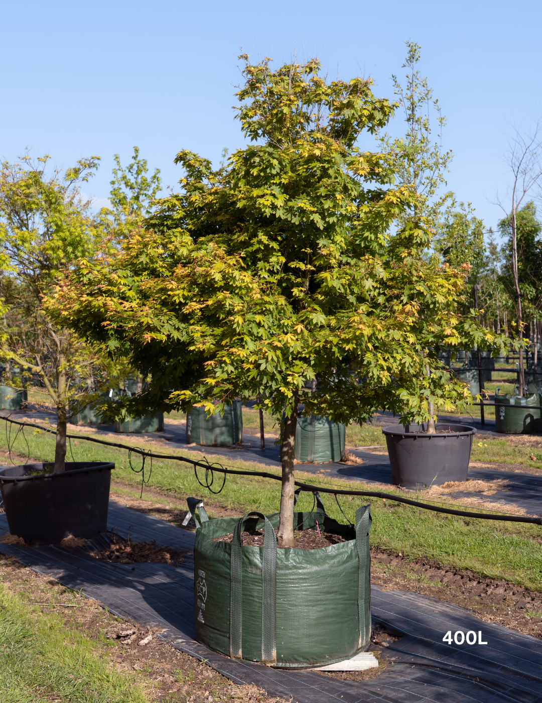 Acer palmatum - Japanese Maple - Evergreen Trees Direct