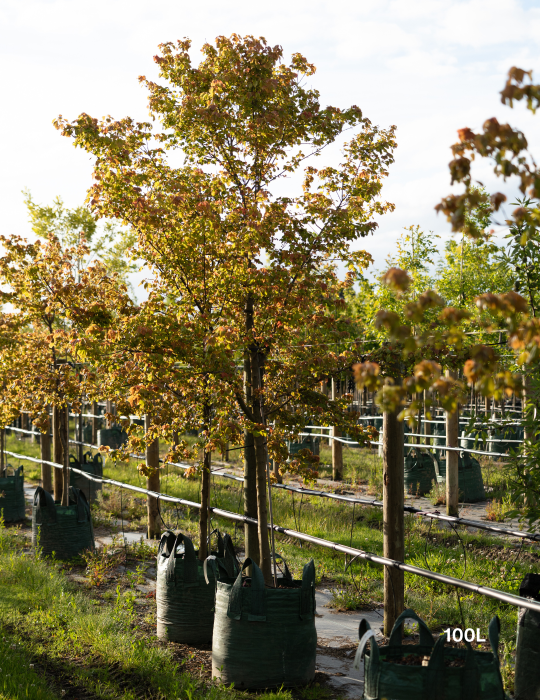 Acer Buergerianum - Trident Maple - Evergreen Trees Direct