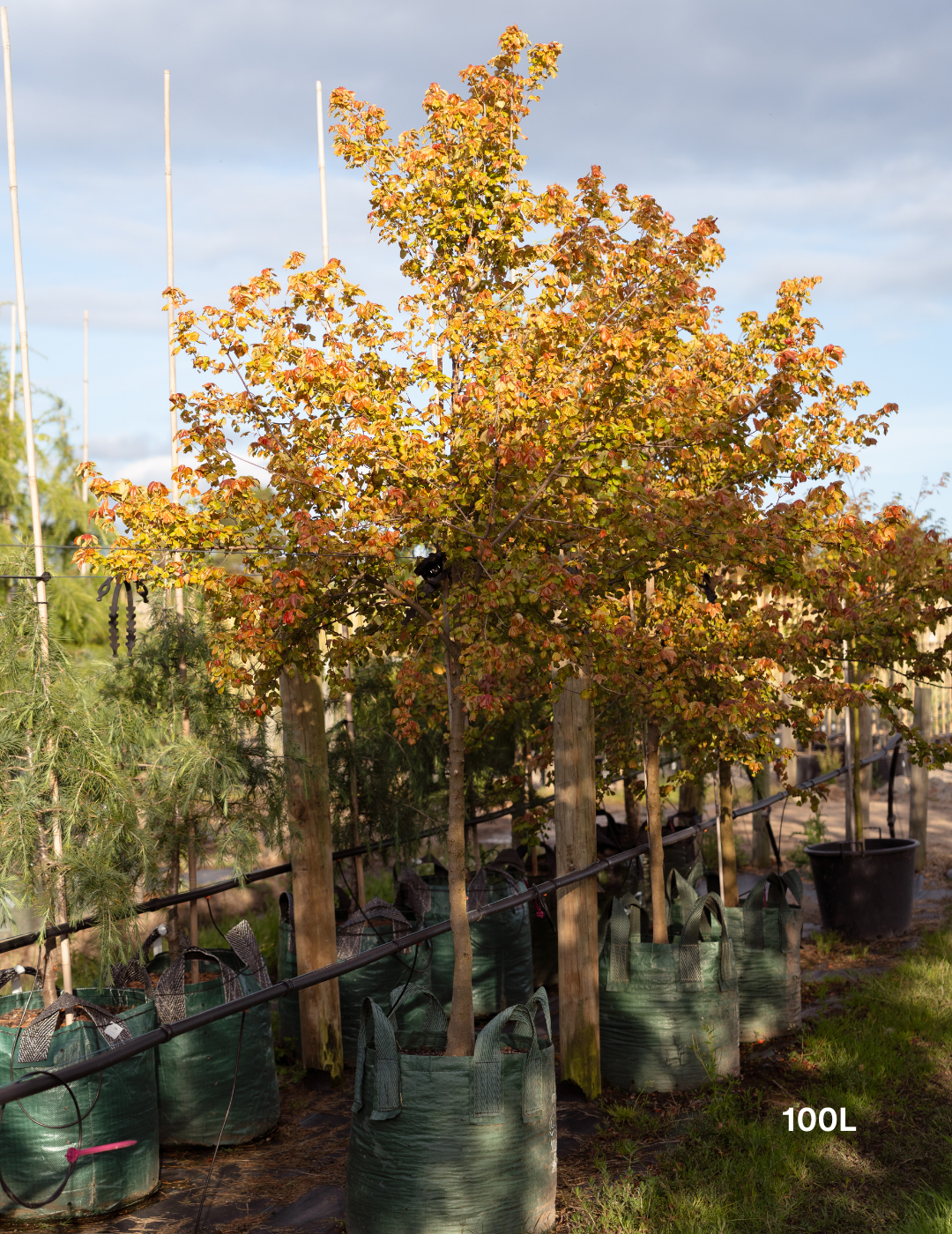 Acer Buergerianum - Trident Maple - Evergreen Trees Direct