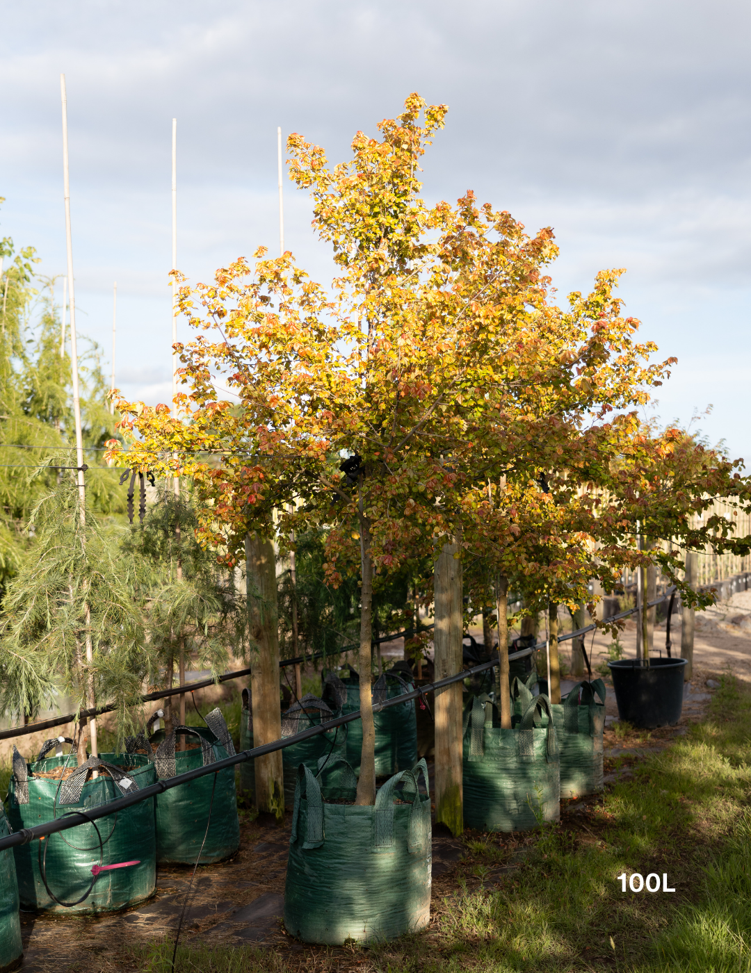Acer Buergerianum - Trident Maple - Evergreen Trees Direct