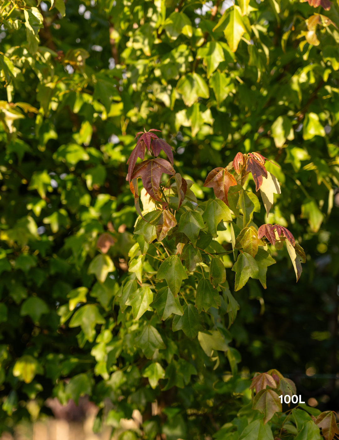 Acer Buergerianum - Trident Maple - Evergreen Trees Direct