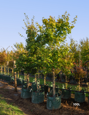 Acer campestre - Field maple - Evergreen Trees Direct