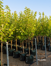 Acer rubrum 'Fairview Flame' - Canadian Maple - Evergreen Trees Direct