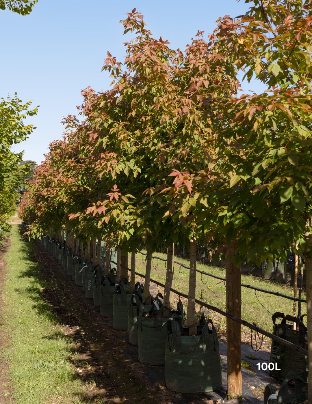Acer negundo 'Sensation'