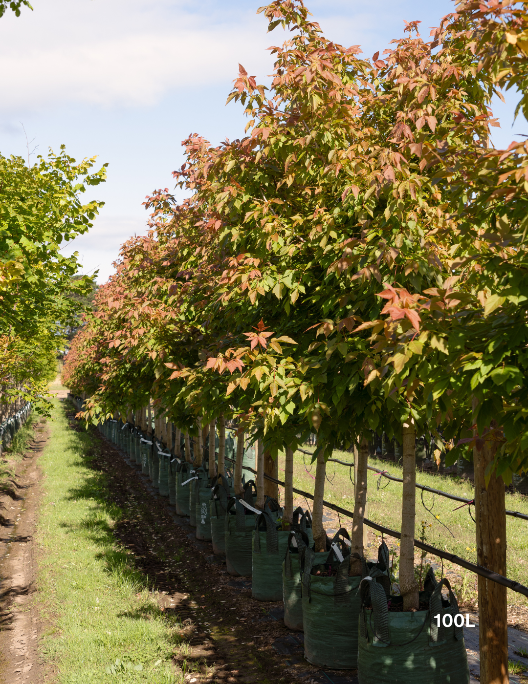 Acer negundo 'Sensation'