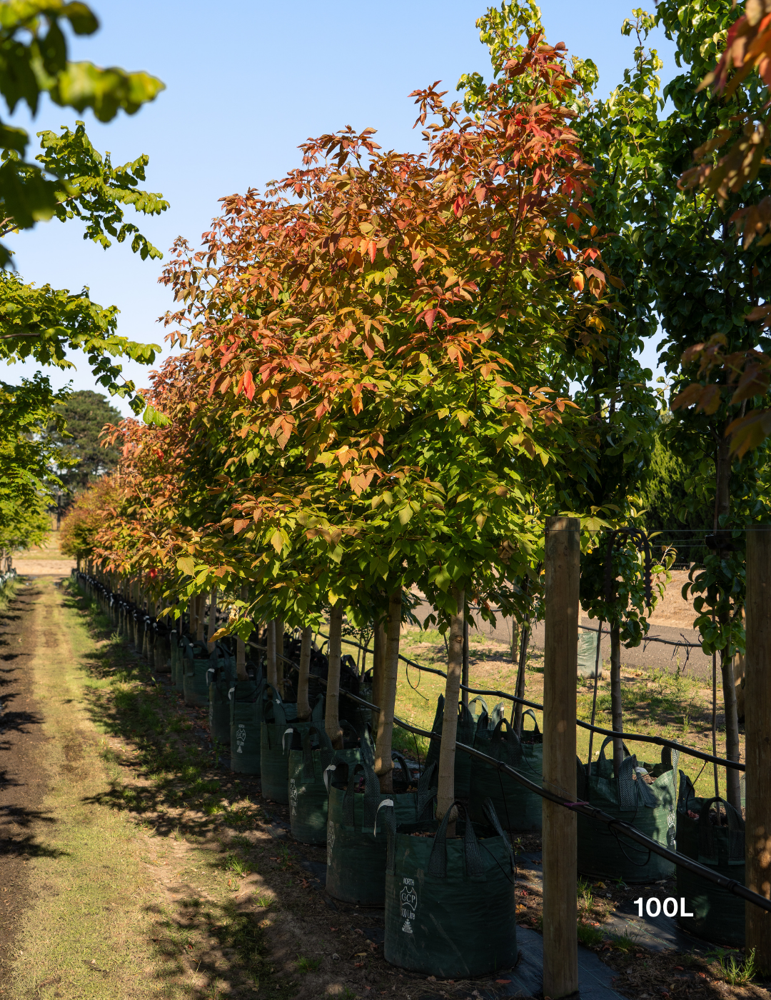 Acer negundo 'Sensation' - Evergreen Trees Direct