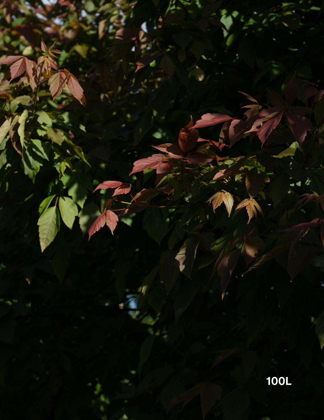 Acer negundo 'Sensation'