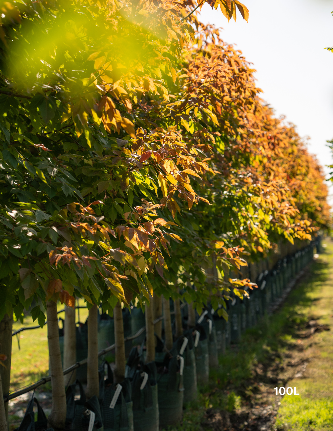 Acer negundo 'Sensation' - Evergreen Trees Direct