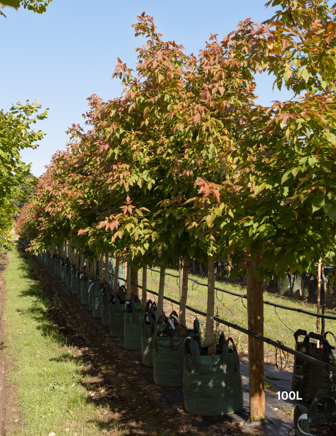 Acer negundo 'Sensation'