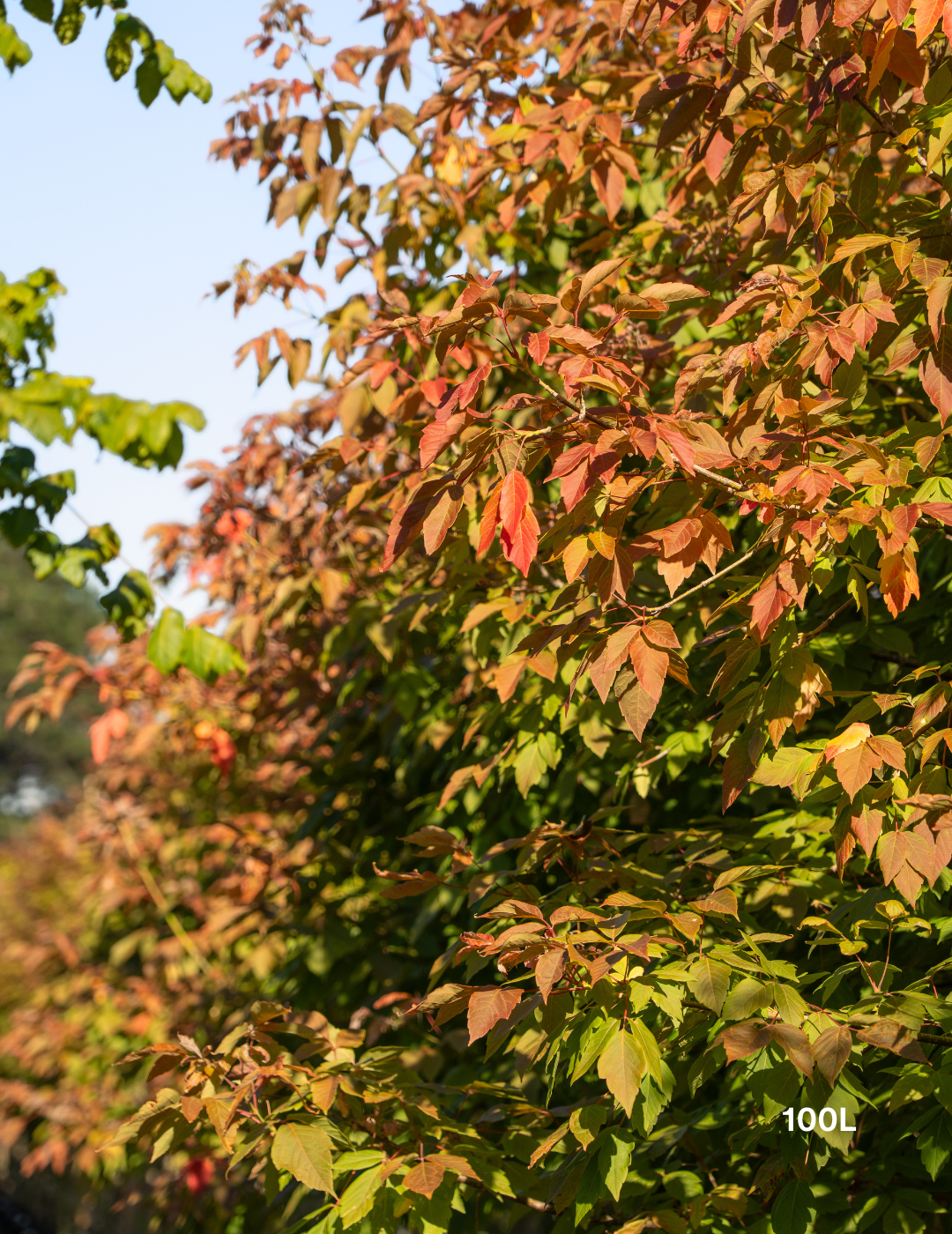 Acer negundo 'Sensation' - Evergreen Trees Direct