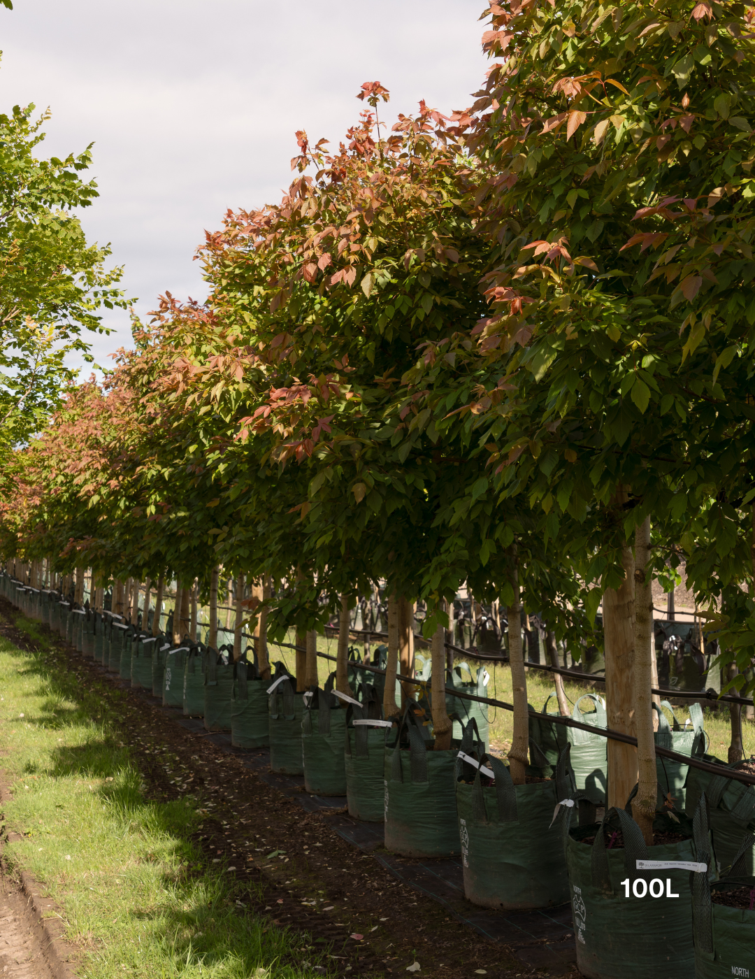 Acer negundo 'Sensation'