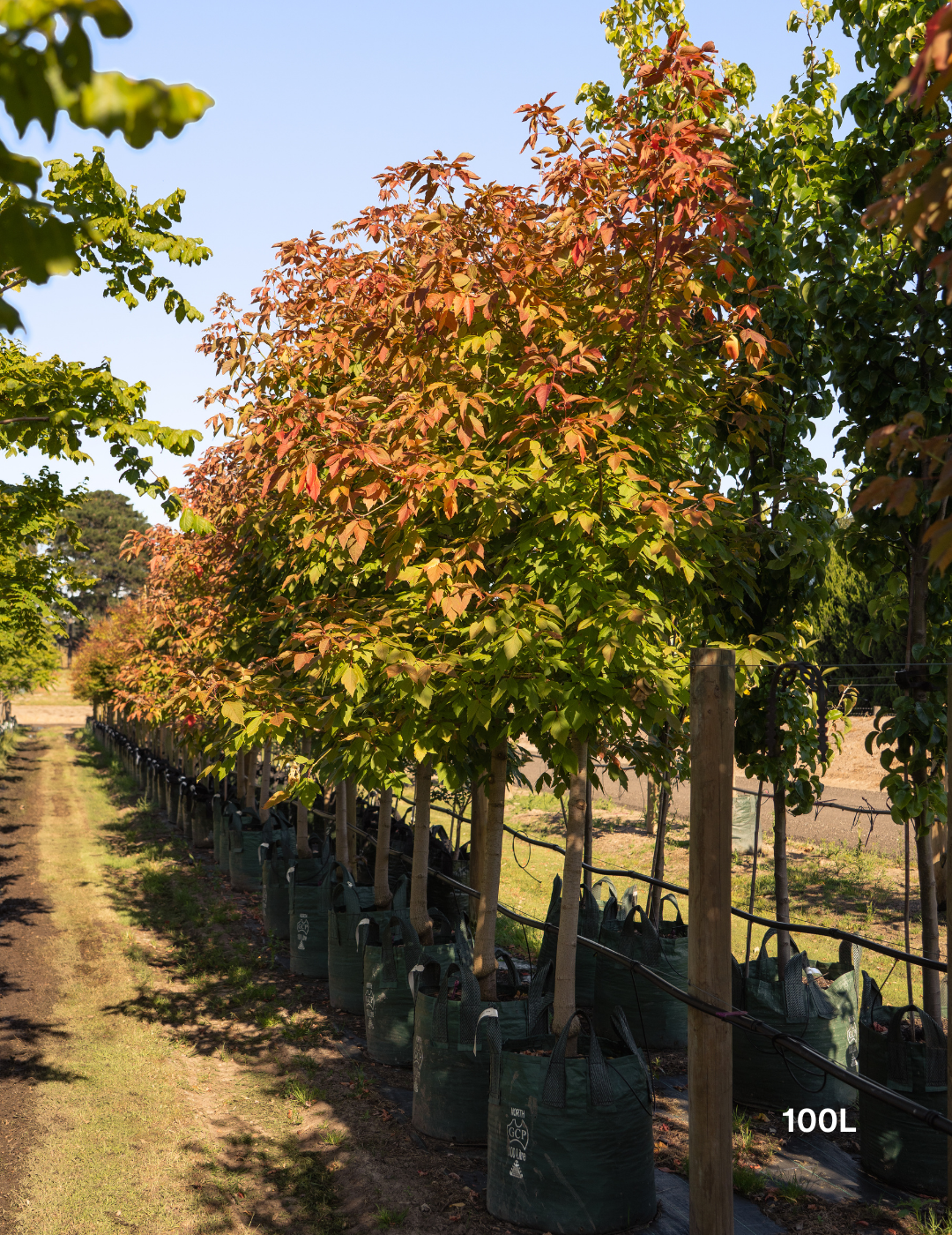 Acer negundo 'Sensation' - Evergreen Trees Direct
