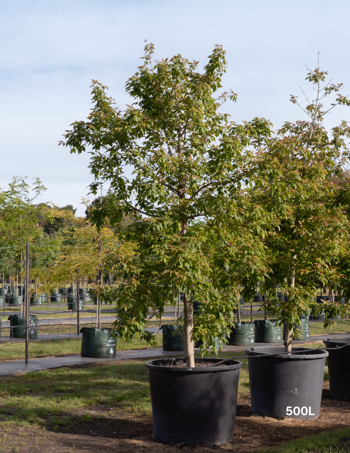 Acer negundo 'Sensation' - Evergreen Trees Direct