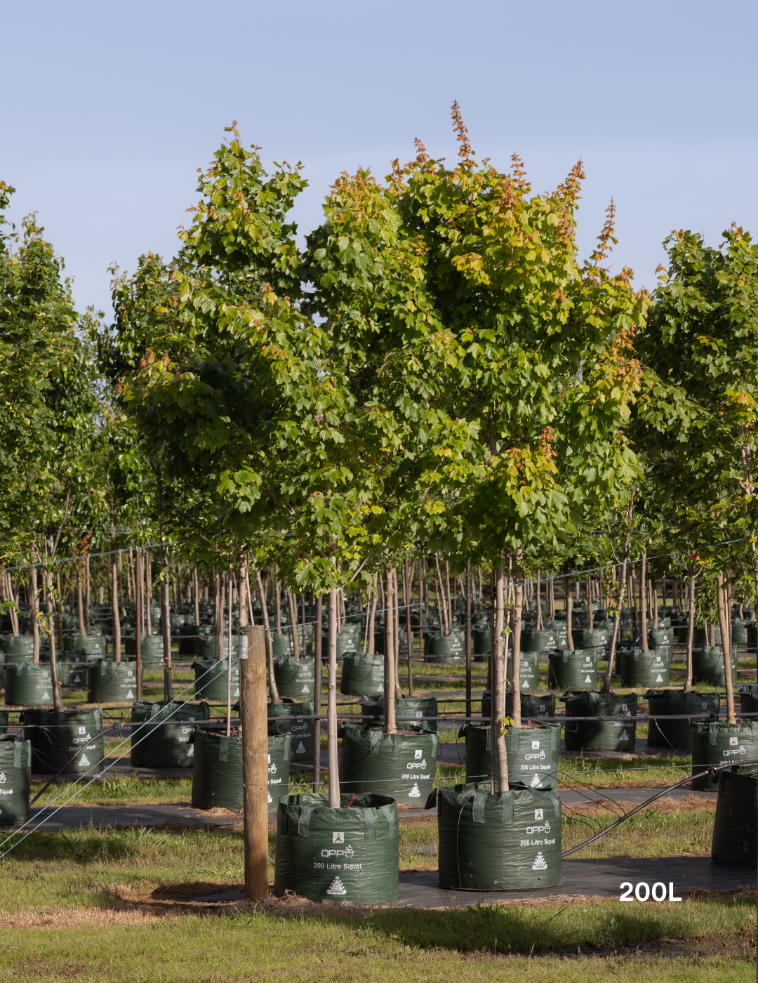 Acer rubrum 'October Glory'