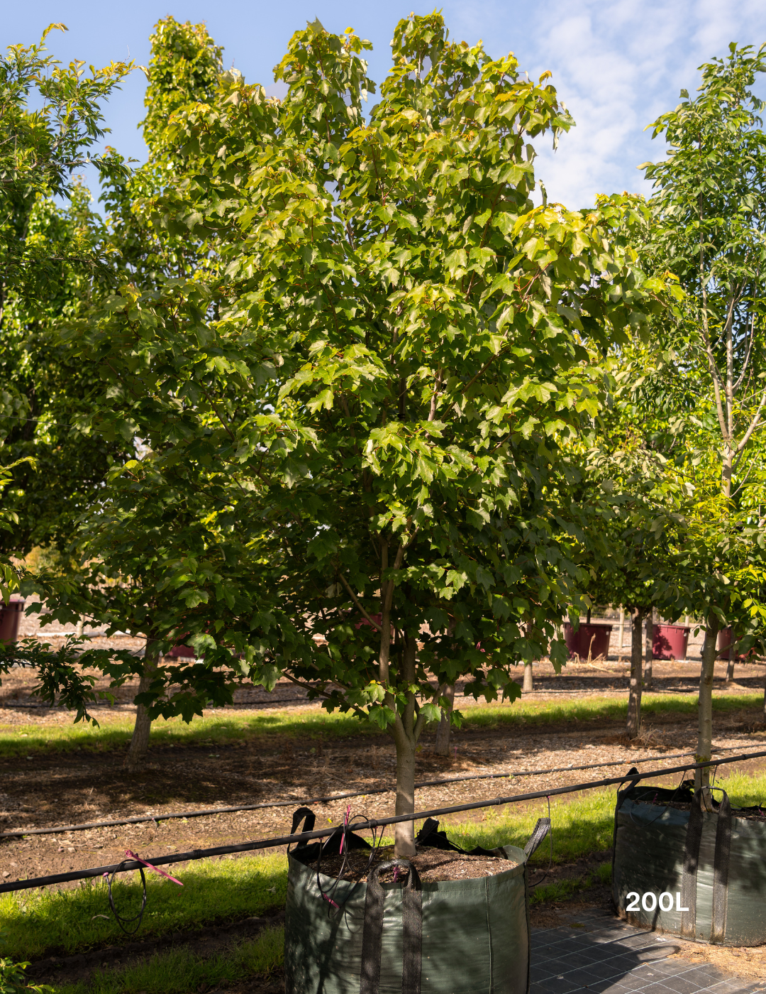 Acer rubrum 'October Glory' - Evergreen Trees Direct