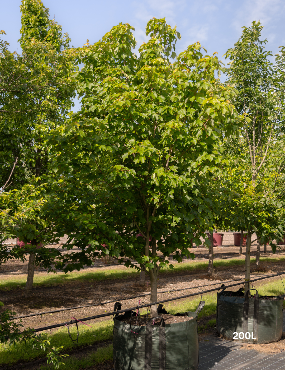 Acer rubrum 'October Glory' - Evergreen Trees Direct