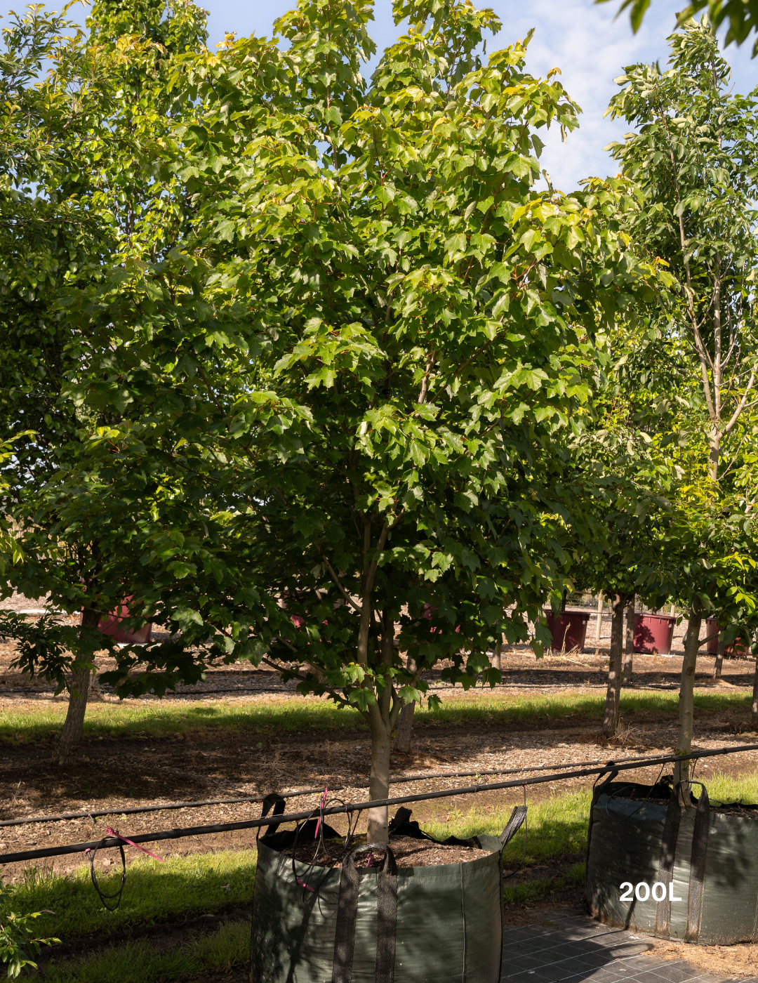 Acer rubrum 'October Glory' - Evergreen Trees Direct