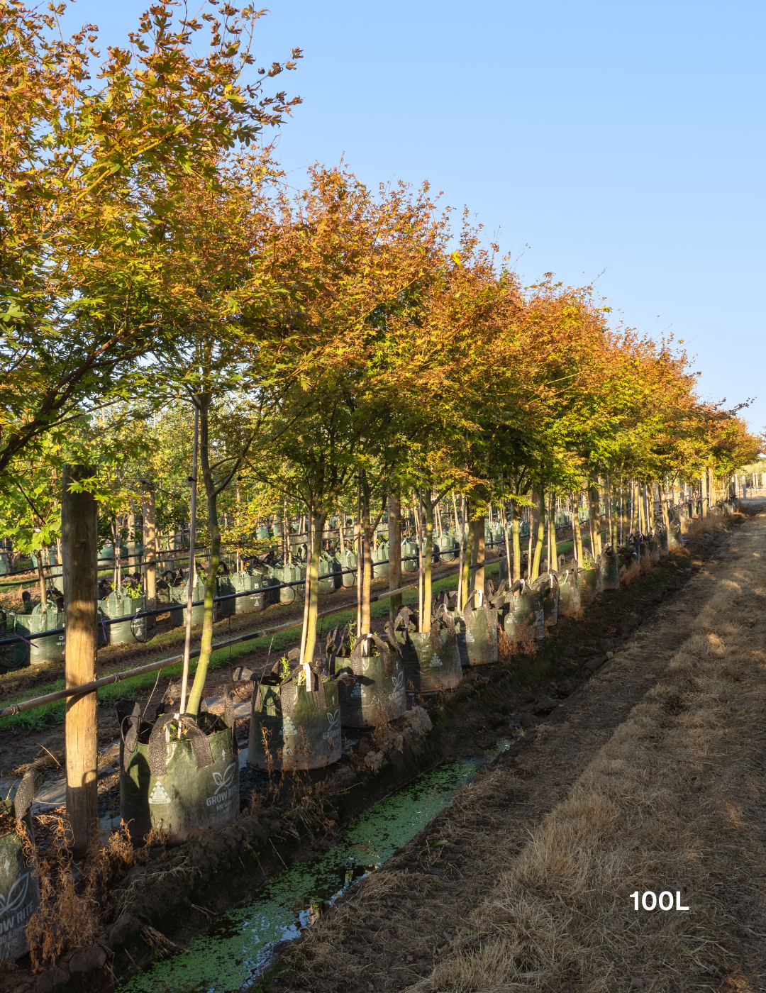 Acer palmatum - Japanese Maple - Evergreen Trees Direct