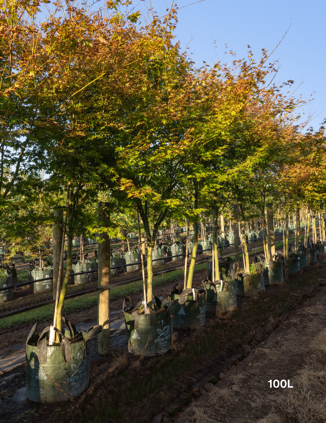 Acer palmatum - Japanese Maple - Evergreen Trees Direct