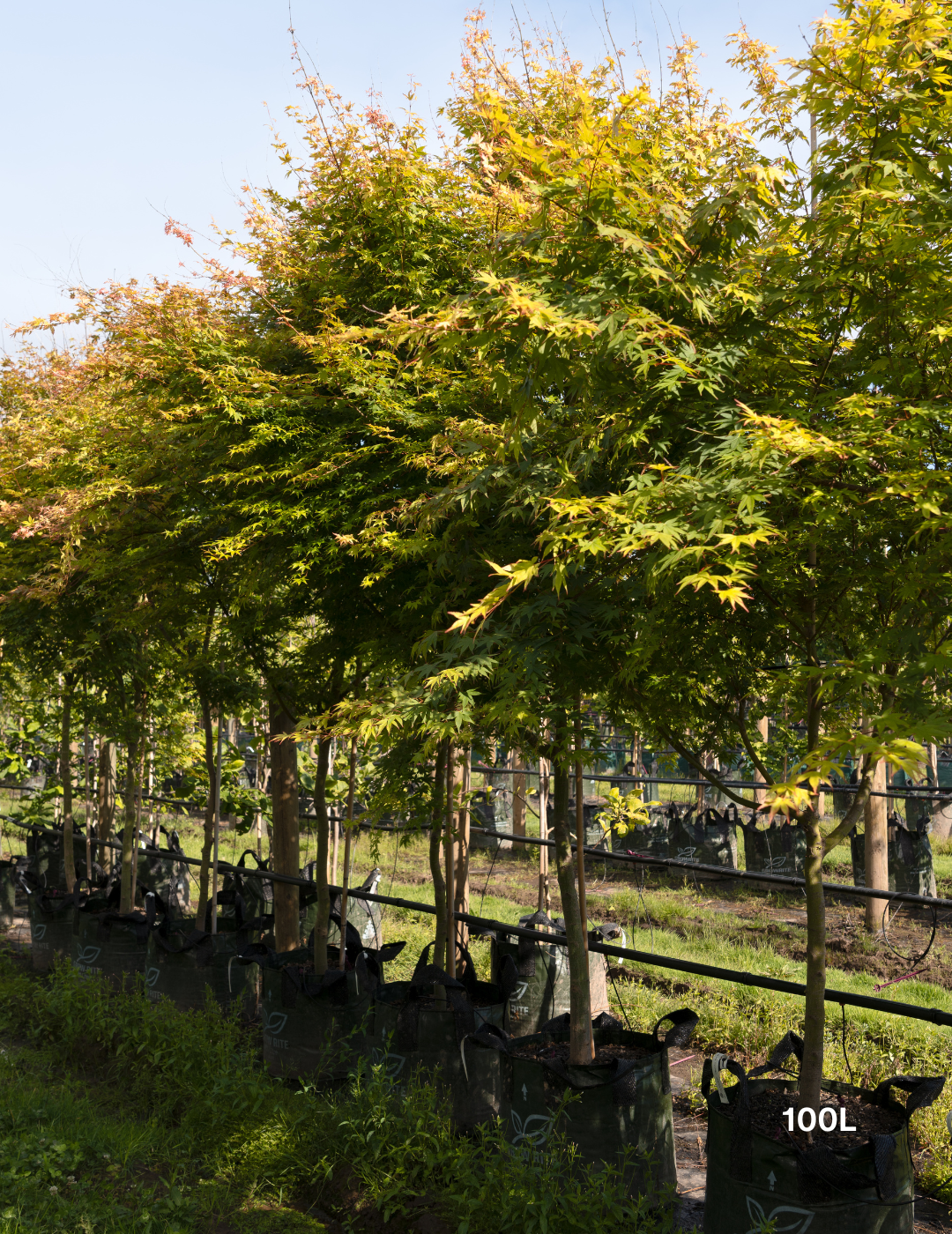 Acer palmatum - Japanese Maple - Evergreen Trees Direct