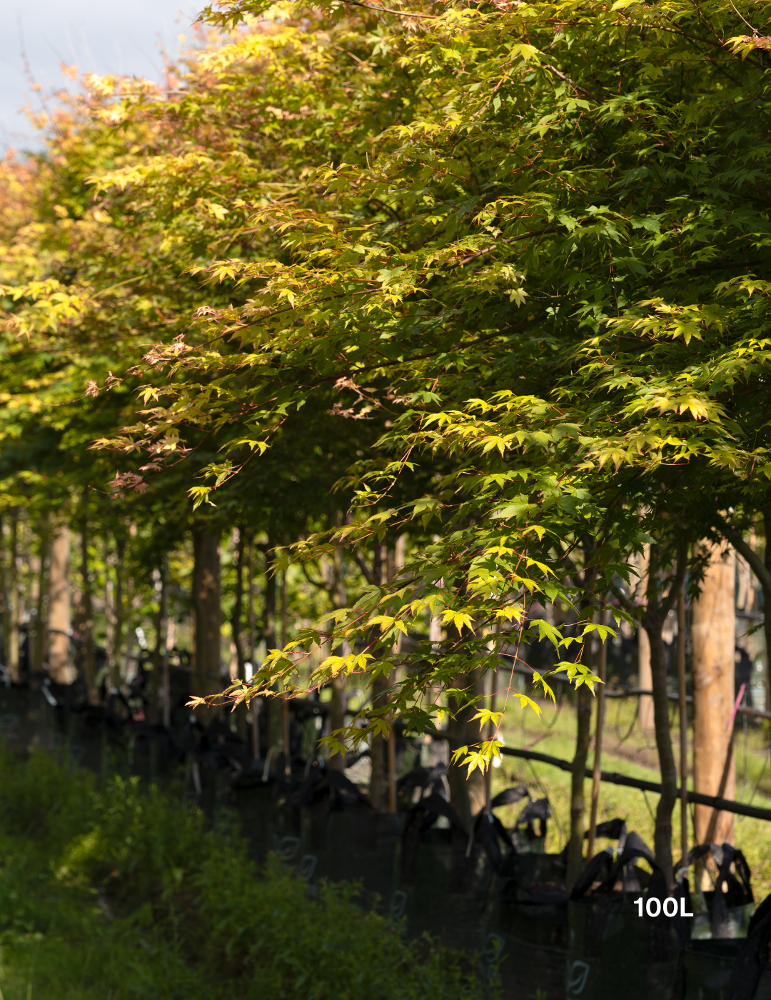 Acer palmatum - Japanese Maple - Evergreen Trees Direct