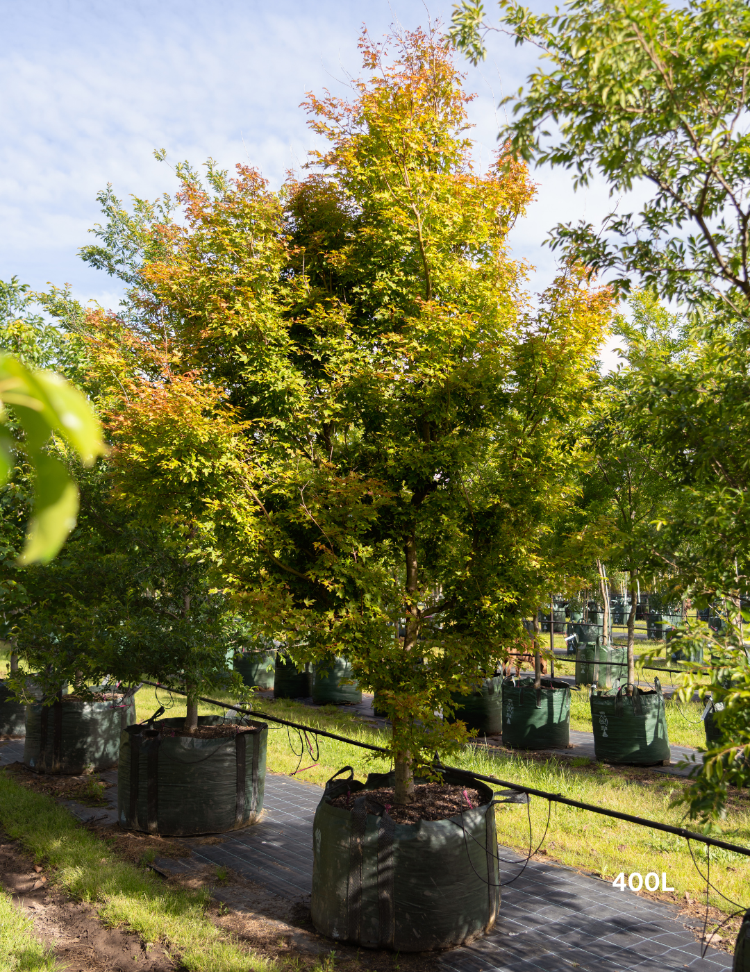 Acer palmatum - Japanese Maple