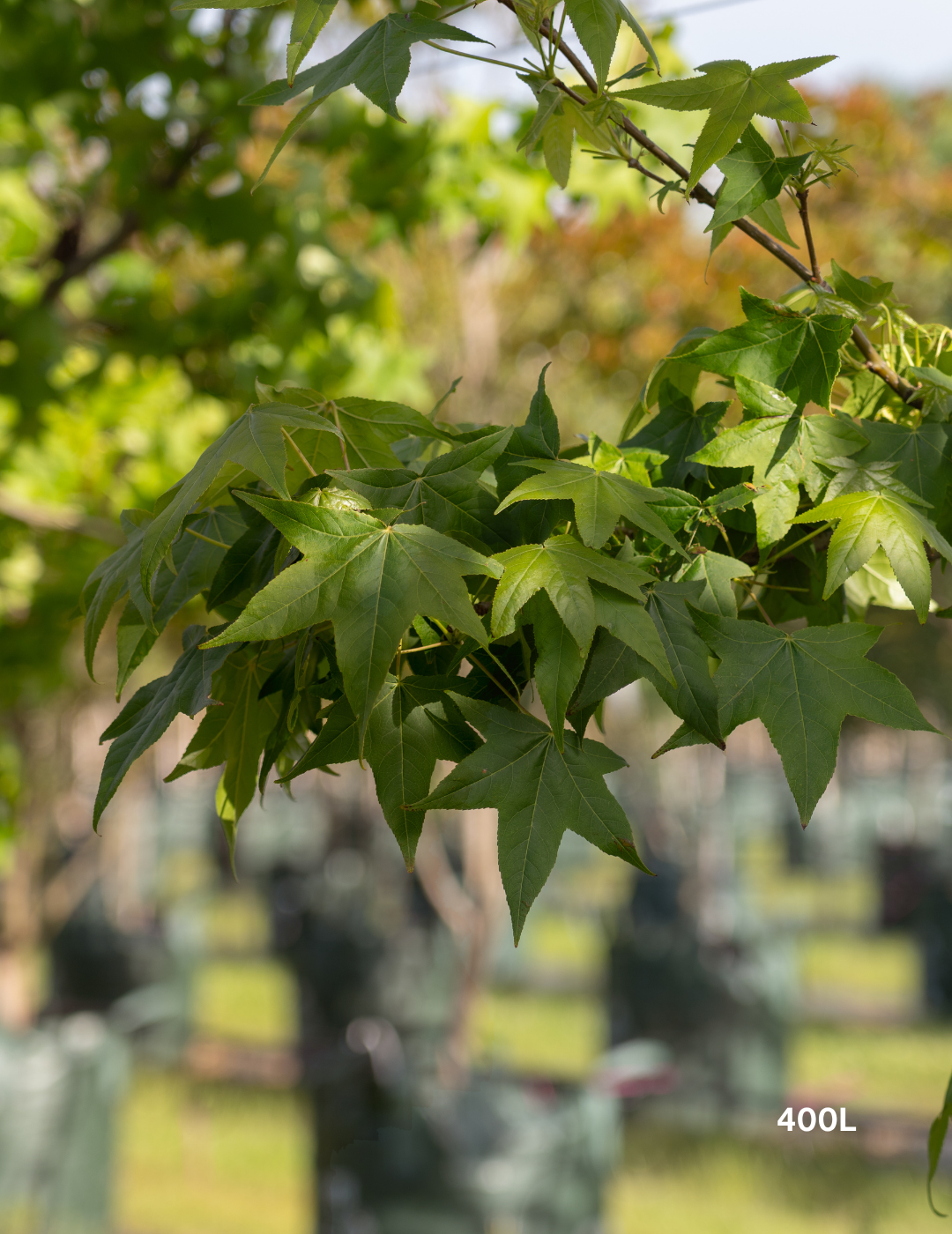 Acer palmatum - Japanese Maple