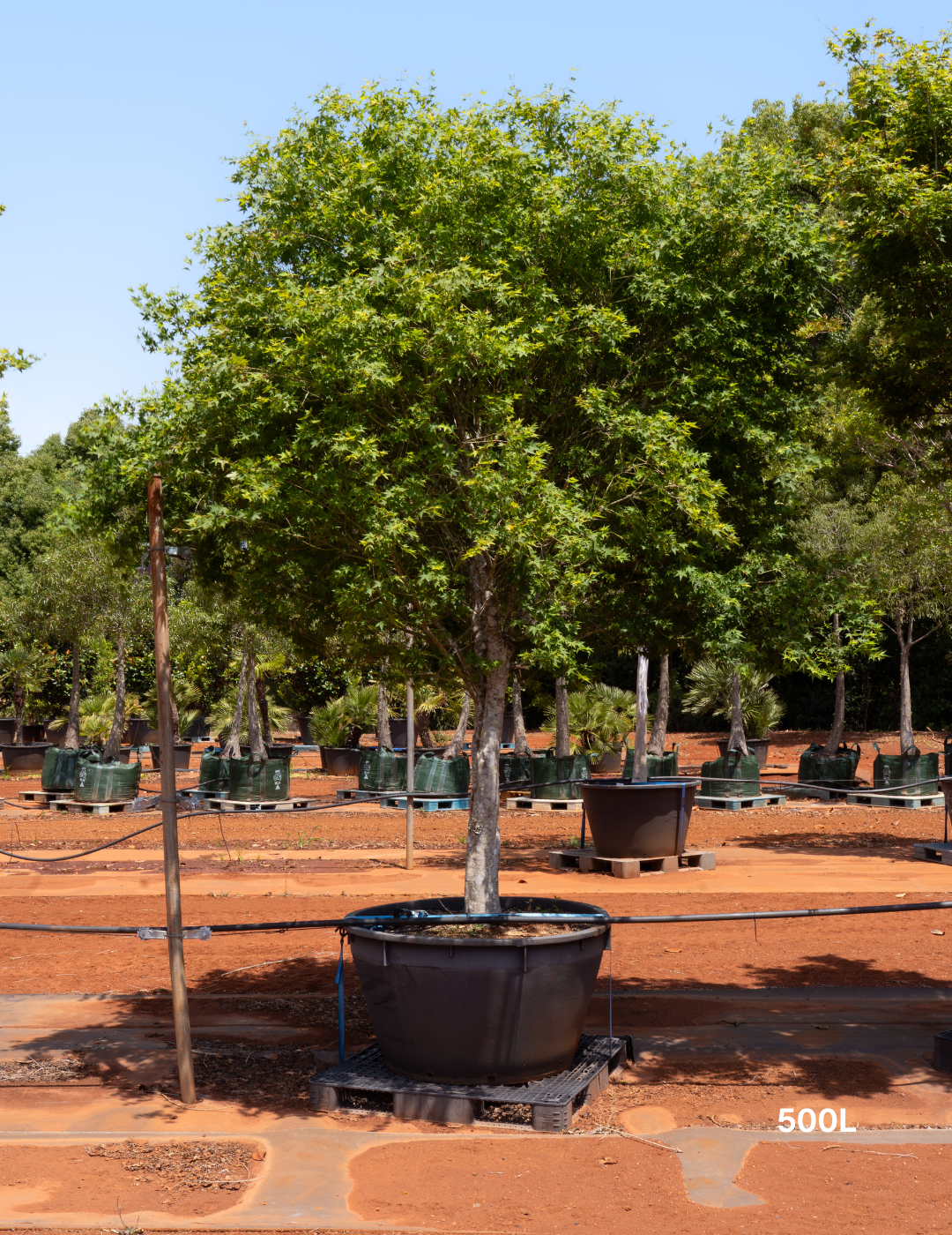 Acer palmatum - Japanese Maple - Evergreen Trees Direct