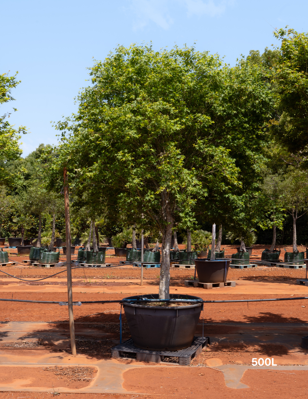 Acer palmatum - Japanese Maple - Evergreen Trees Direct